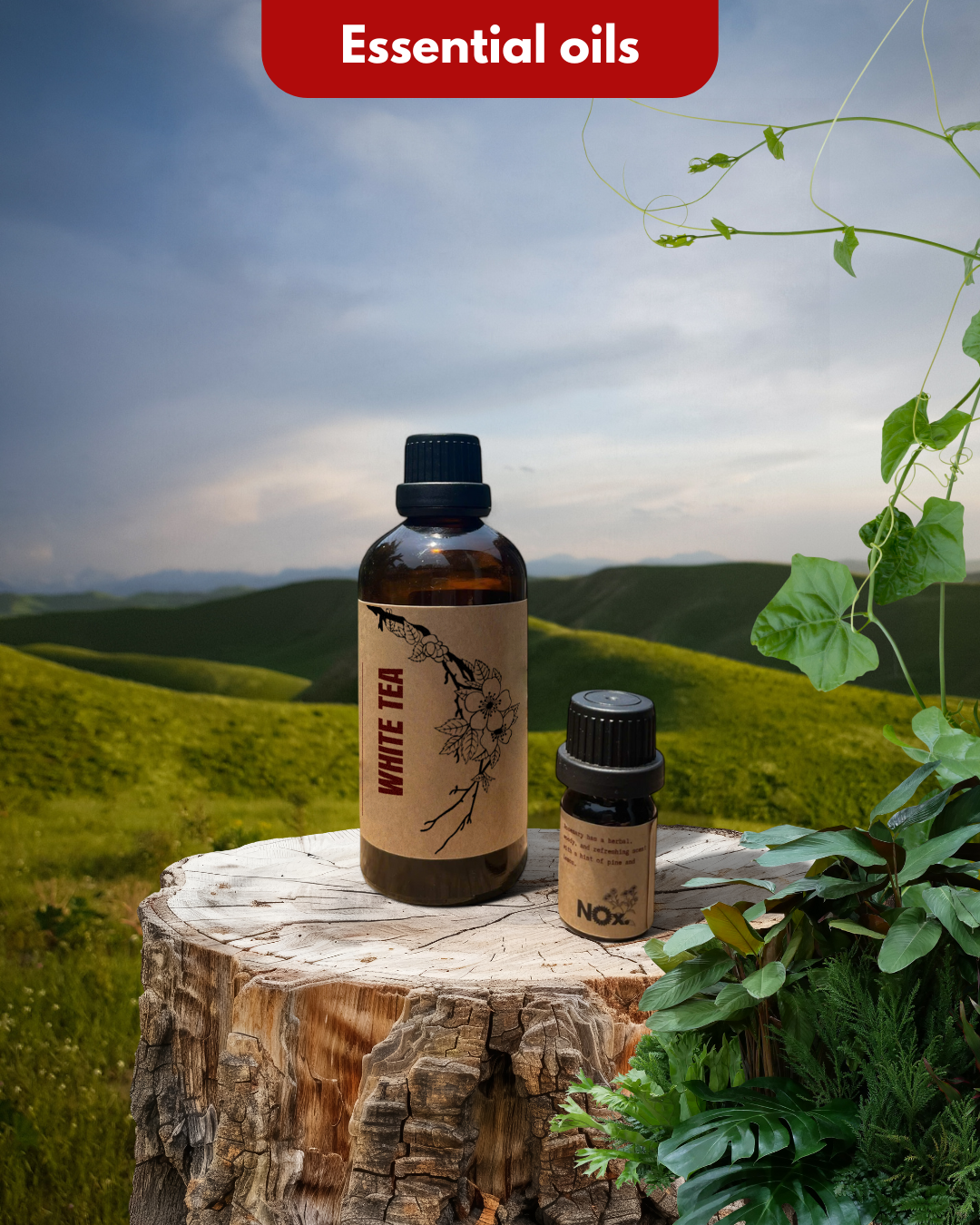 White Tea Essential Oil - Pure & Refreshing